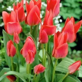 tulipan-toronto-rozowy-40cm-rodzinny-tulipany-cebulki-tr3-5-szt