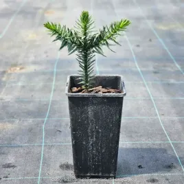 araukaria-araucaria-araucana-chilijska-malpie-drzewo-10-20cm-c1-7