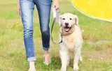 inteligentny-pochlaniacz-zapachow-petsuper-pc01-wysokosc-produktu-3-1-cm