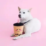 pluszowy-kubek-bubble-tea-zippypaws-marka-zippypaws
