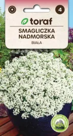 smagliczka-nadmorska-biala-nasiona-kwiatow-645-toraf