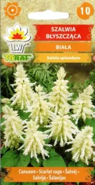 szalwia-blyszczaca-biala-nasiona-kwiatow-655-toraf