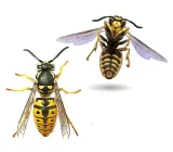 bros-anty-osa-300ml-marka-bros