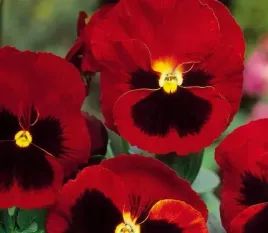 toraf-bratek-wielkokwiatowy-czerwony-z-plama-02g