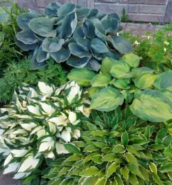 hosta-funkia-stiletto-duza-sadzonka-1l-p12-niska-bylina-do-cienia