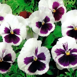 bratek-wielokwiatowynajwieksze-kwiaty-bialy