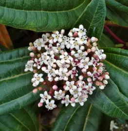 kalina-dawida-viburnum-davidii-zimozielony-niski-zywoplot-sadzonka-1l-p12