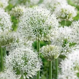 allium-czosnek-ozdobny-bialy-white-giant-24-duza-zdrowa-cebula