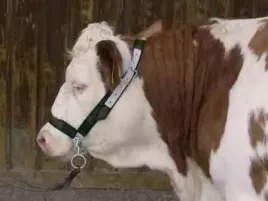 01-2021-kantar-dla-bydla-z-lancuchem-i-okuciami-zielony-1512