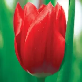 tulipan-olbrzymi-czerwony-apeldoorn-duze-kwiaty-cebulki-zestaw-5-szt-r63