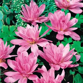 colchicum-zimowit-pelny-double-waterlily-1-szt-zimowity-cebulki-rozowy