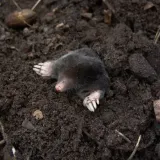 bros-sonic-odstrasza-krety-waga-z-opakowaniem-0-12-kg