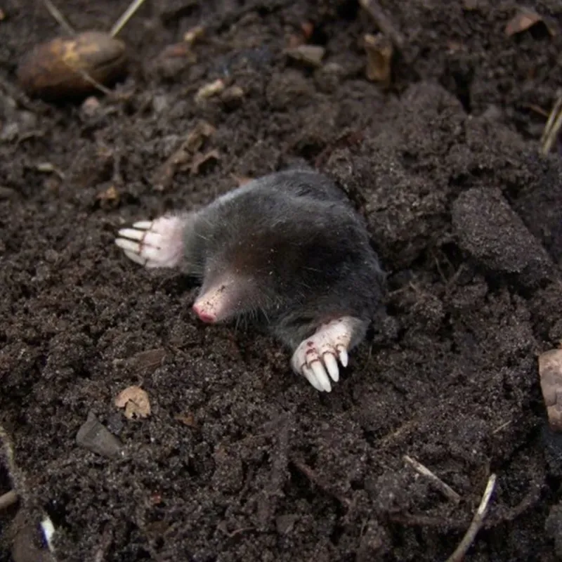 bros-sonic-odstrasza-krety-stan-nowy