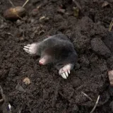 bros-sonic-odstrasza-krety-stan-nowy-rodzaj-odstraszacz