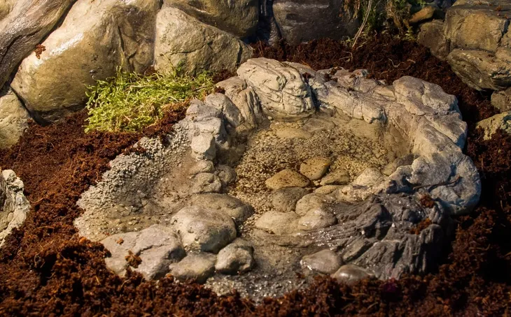 oczko-wodne-do-terrarium-basen-tb-02-nazwa-handlowa-alleterra