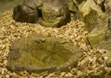 oczko-wodne-do-terrarium-basen-tb-02-stan-nowy-marka-bez-marki