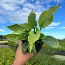 funkia-hosta-diamond-lake-sadzonka-1l-p12-odporna-grube-niebieskie-liscie