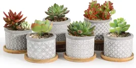 2-x-6x-doniczki-betonowe-z-podstawki-drewnianymi-drewno-wzory-na-sukulenty