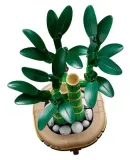 lego-the-botanical-collection-dracena-sandera-plec-chlopcy-dziewczynki