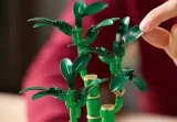 lego-the-botanical-collection-dracena-sandera-marka-lego