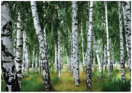 fototapeta-las-brzozowy-drzewa-natura-na-sciane-sypialnia-salon-400x280