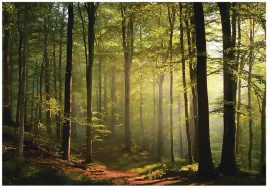 fototapeta-las-sloneczny-drzewa-natura-na-sciane-sypialnia-salon-400x280