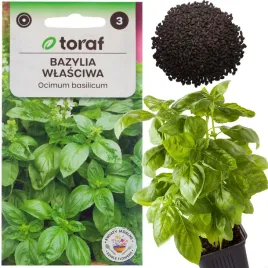 bazylia-wlasciwa-nasiona-bazylii-ziol-ziola-przyprawy-zielona-aromatyczna-1