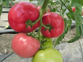 pomidor-szczepiony-malinowy-mei-shuai-sadzonka-p9-pyszny-pomidor-rozsada