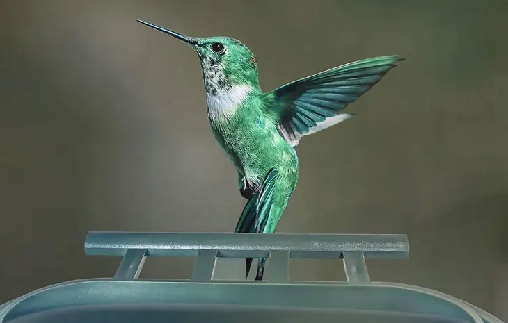 2-x-kamera-suntek-bird-feeder-camera-jakosc-zapisu-full-hd