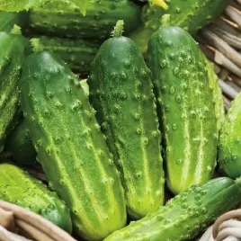 ogorek-octopus-bardzo-odporna-plenna-odmiana-konserwowy-ogorki-oktopusy-1g