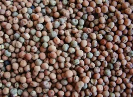 groch-siewny-peluszka-na-poplon-przedplon-plenne-odmiany-nasiona-nawoz-1kg