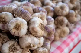 czosnek-arkus-mocny-aromat-ozimy-polski-ozimy-1000g-do-jedzenia-i-sadzenia