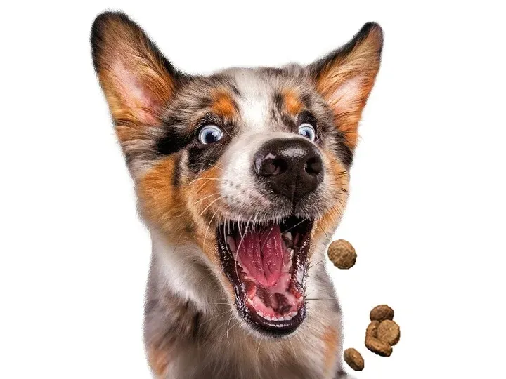 josera-josidog-junior-sensitive-15kg