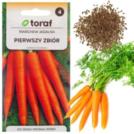 marchew-nasiona-marchwi-pierwszy-zbior-b-wczesna-marchewki-soczysta-na-sok