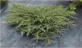 agrowloknina-320-cm-x-15-m-agrotkanina-na-chwasty-uv-mocny-gruby-splot-90g