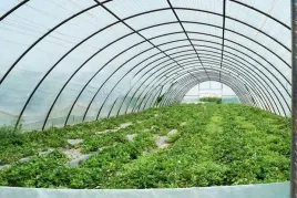 folia-tunelowa-ogrodnicza-8x6m-tunel-na-warzywa-pomidory-4-sezonowa-zielona