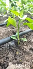 linia-kroplujaca-do-nawadniania-kropelkowego-25-m-24-el-waz-kropelkujacy