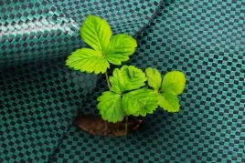 agrotkanina-110g-16x50m-premium-uv-3percent-agrowloknina-zielona-mata-kolki