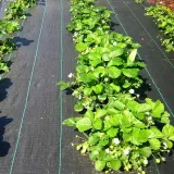 agrotkanina-agrowloknina-mata-antychwastowa-uv-3percent-90g-11x50m-50x-kolki-typ-agrowloknina