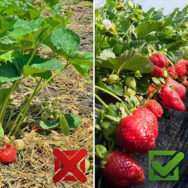 agrotkanina-agrowloknina-mata-antychwastowa-uv-3percent-90g-11x50m-50x-kolki-stan-nowy-kod-producenta-nie-podano