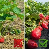 agrotkanina-agrowloknina-mata-antychwastowa-uv-3percent-90g-11x50m-50x-kolki-stan-nowy-kod-producenta-nie-podano