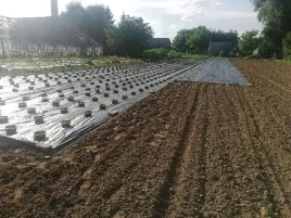 agrotkanina-otwory-pod-sadzonki-16-x10m-z-filtrem-uv-warzywa-truskawki-itp