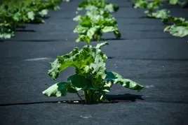 agrotkanina-otwory-truskawki-salate-ogorki-pomidory-11x30m-mata-na-chwasty