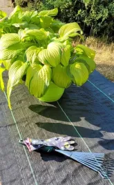 mata-antychwastowa-ogrodowa-16x50m-70g-uv-3percent-agrowloknina-agrotkania