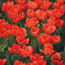 tulipan-kolory-czerwony-mix-odmian-cebulki-5-szt-cebule-kwiatowe