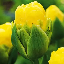 tulipan-lodowy-double-beauty-rozowo-zielony-tulipany-zestaw-5-sztuk-cebule