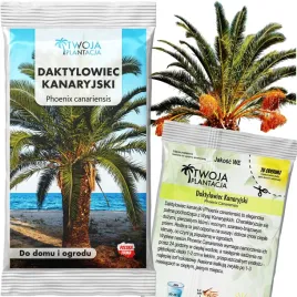 daktylowiec-kanaryjski-phoenix-canariensis-palma-krolewska-nasiona-5-nasion