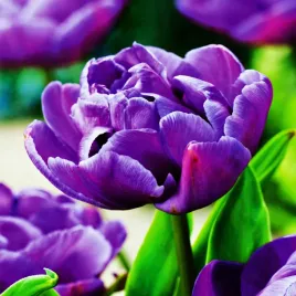 tulipan-pelny-blue-diamond-niebieski-5-szt-tulipany-cebulki-1-szt-cebulki