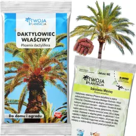 phoenix-dactylifera-daktylowiec-wlasciwy-palma-do-ogrodu-nasiona-5-nasion