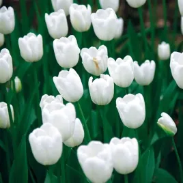 tulipan-kolory-bialy-mix-cebulki-5-sztuk-szt-odmian-cebule-kwiatowe